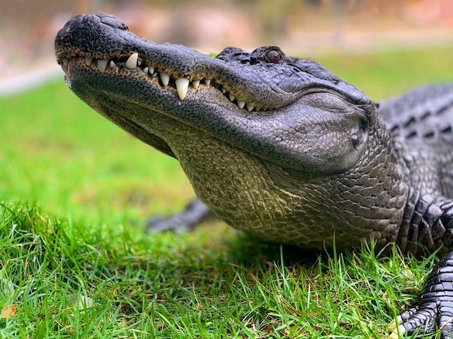 Alligator Invades Louisiana Home via Doggy Door, Startles Residents