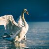 NY Teens Arrested for Killing and 'Consuming' Village Swan