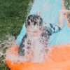 5-Year-Old Boy Ejected from Water Slide at Georgia Amusement Park - Concerns Mount for His Safety