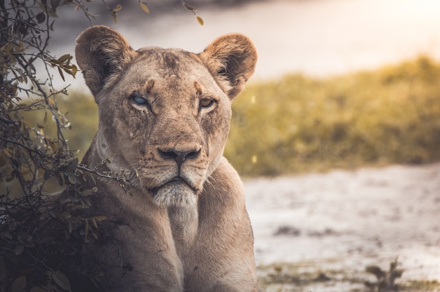 8-Year-Old Triumphs Over Exceptionally Rare Cougar Attack Near Washington's Lake Angeles