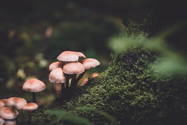 Central Figure in Tragic Poisoning Case Reveals Purchase of Death Cap Mushrooms from Grocer and Supermarket