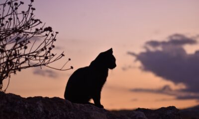 From Childhood Isolation to Feline Compassion: U.S. Vet Anna Katogiritis Returns to Karpathos, Greece, to Aid Stray Cats