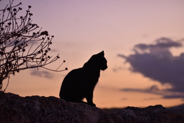 From Childhood Isolation to Feline Compassion: U.S. Vet Anna Katogiritis Returns to Karpathos, Greece, to Aid Stray Cats