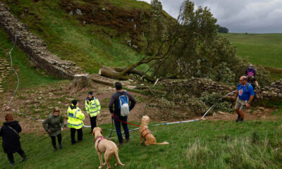 Sycamore Gap Tree at Hadrian's Wall Fell Overnight: 16-Year-Old Arrested in Shocking Act of Vandalism