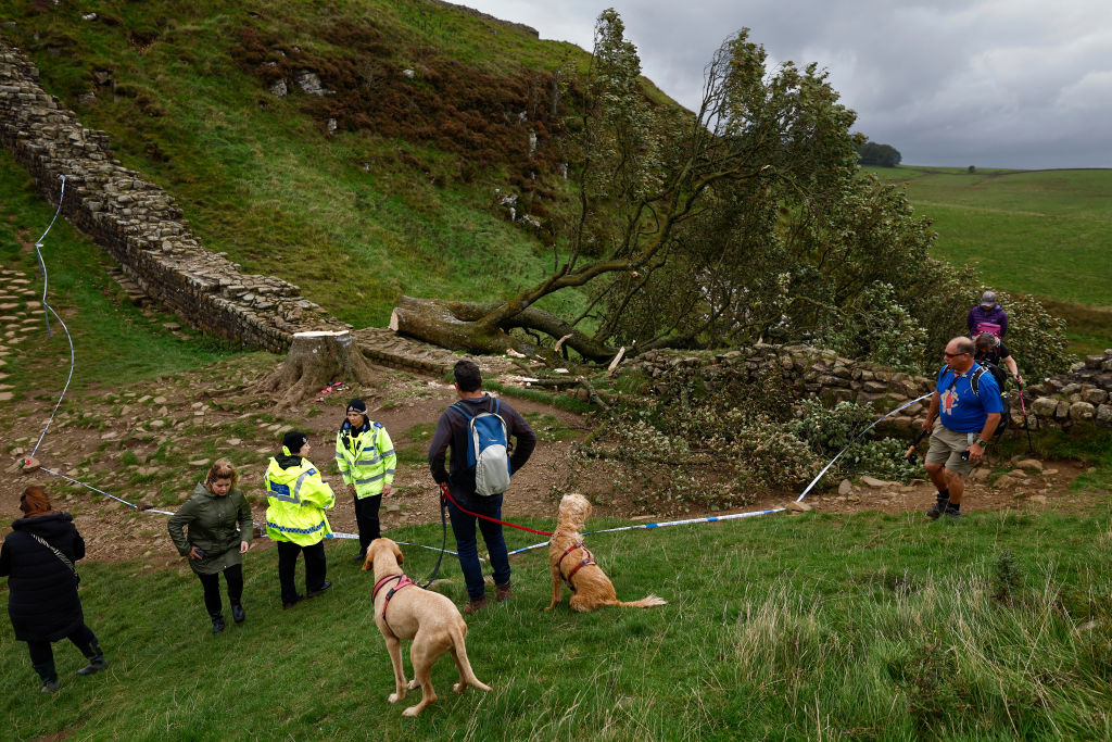 Sycamore Gap Tree at Hadrian's Wall Fell Overnight: 16-Year-Old Arrested in Shocking Act of Vandalism