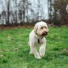 If Your Dog's Poop Looks Like This, It's Time To See A Vet