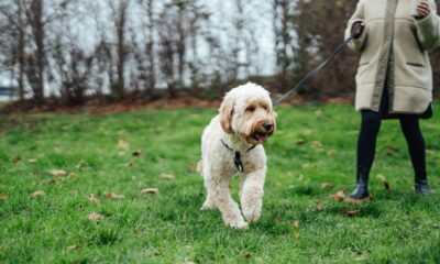 If Your Dog's Poop Looks Like This, It's Time To See A Vet