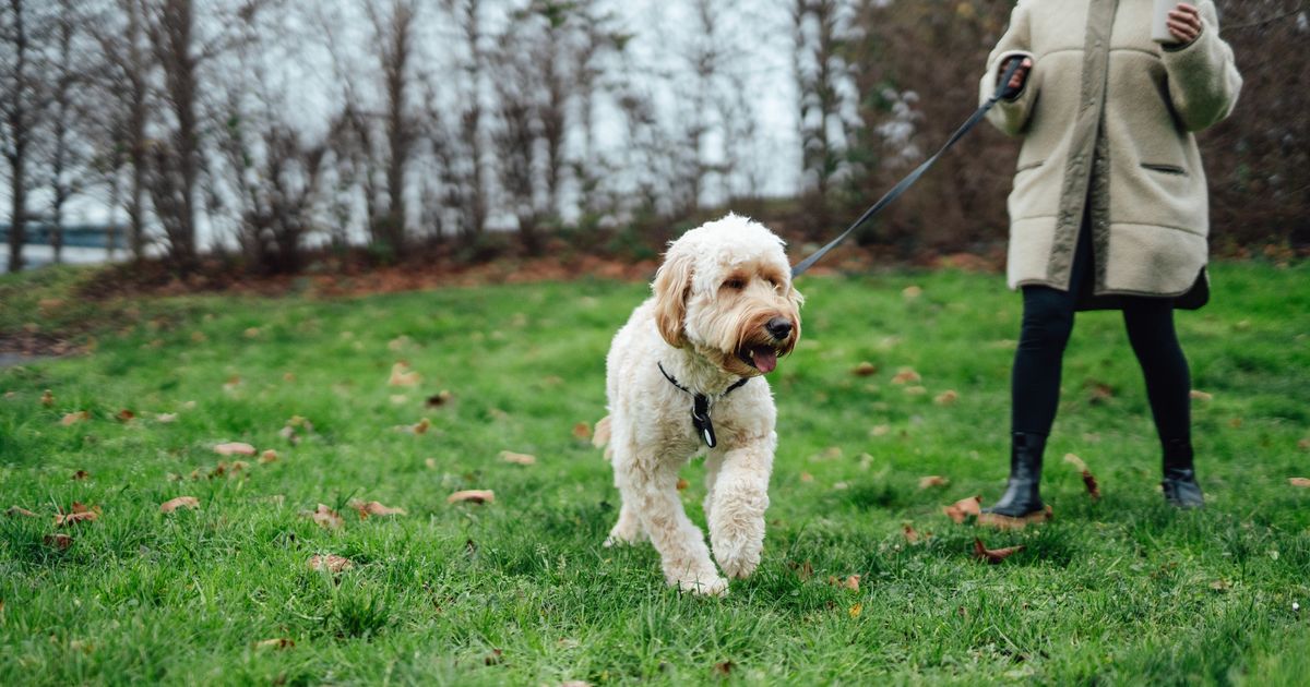 If Your Dog's Poop Looks Like This, It's Time To See A Vet