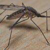 Rising Localized Leishmaniasis Cases in Texas: CDC Identifies Native Parasite Strain in the US