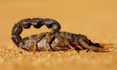 Scorpion Bite in Bed Leads to Tragic Death of 3-year-old Girl