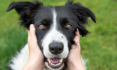 This Common And Beloved Dog Treat Can Destroy Your Pet's Teeth