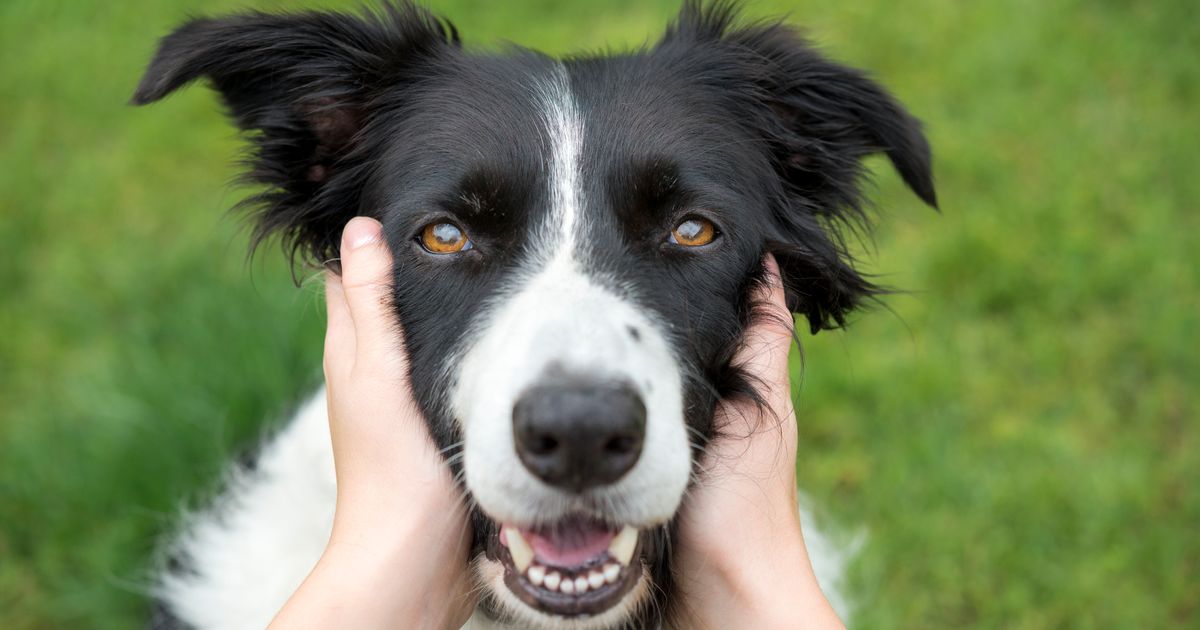 This Common And Beloved Dog Treat Can Destroy Your Pet's Teeth