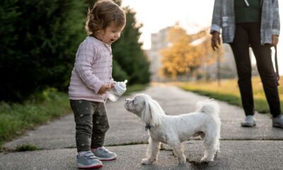 Should Young Kids Ask For Permission To Pet Your Dog? A Tweet Has The Internet Fuming.