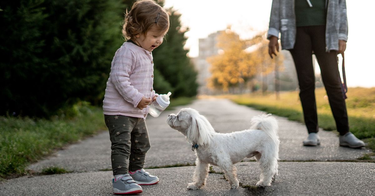 Should Young Kids Ask For Permission To Pet Your Dog? A Tweet Has The Internet Fuming.