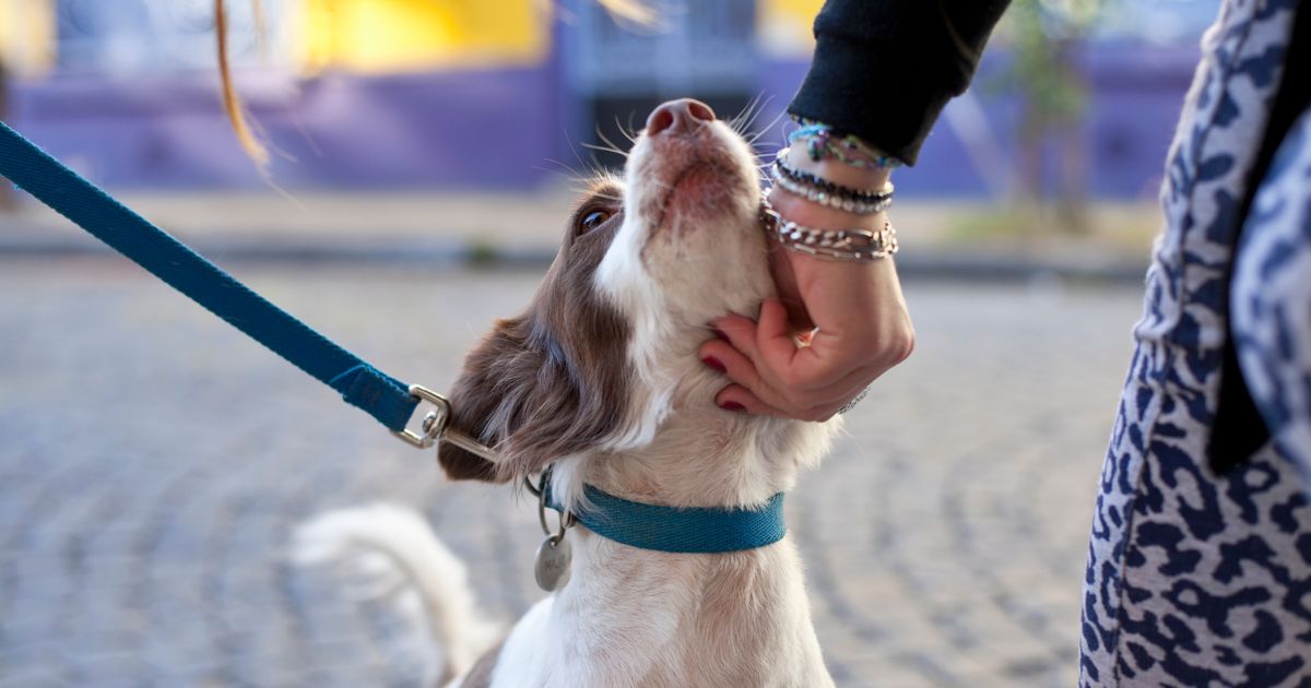 Is It OK To Pet A Stranger's Dog? What Dog Experts Think About A Viral Internet Debate.