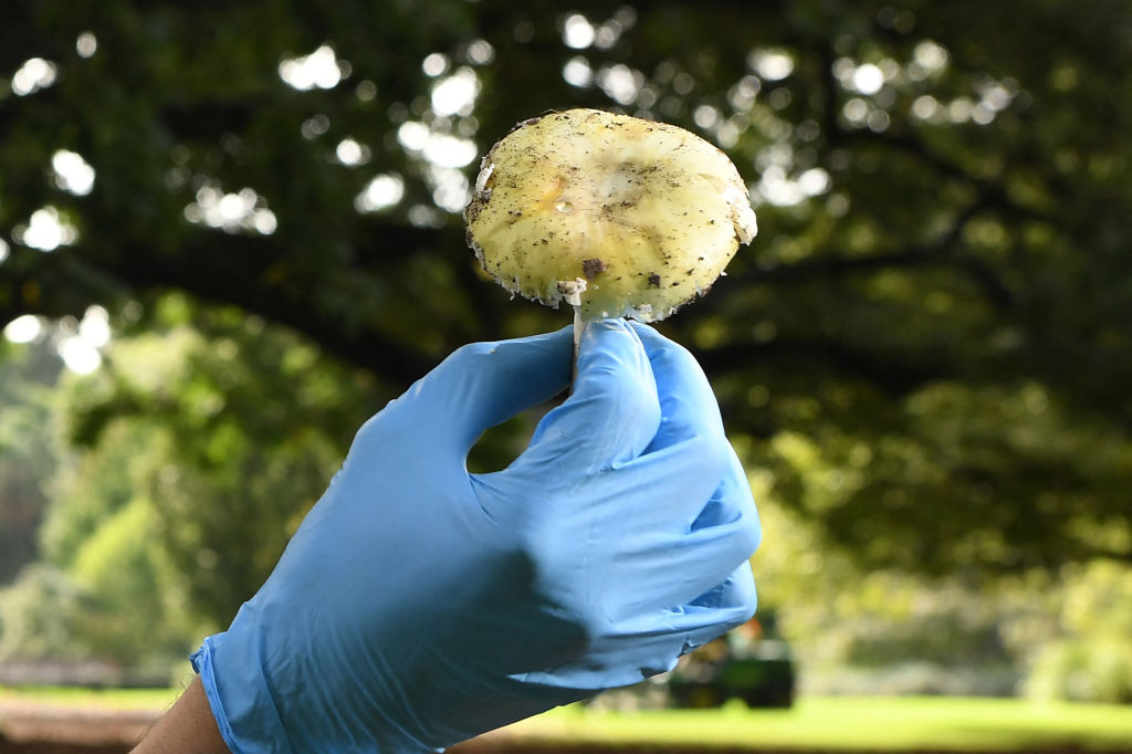 Australian Woman Charged with Murder for Poisoning Guests with Deadly Mushrooms