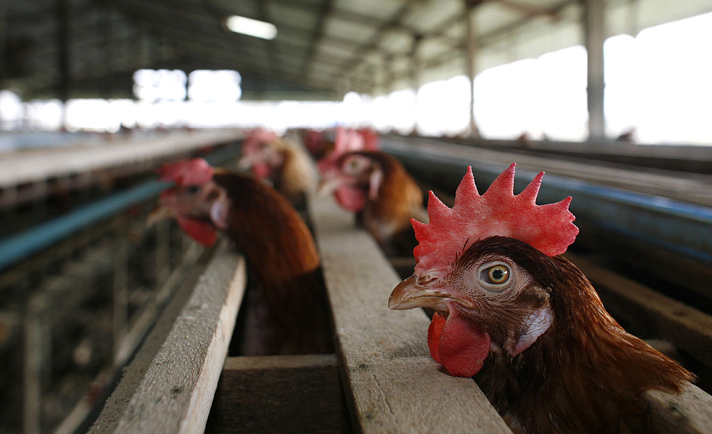 The Exclusive Poultry Los Angeles Faces $3.8 Million Child Labor Penalty for Hiring Minors