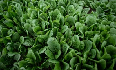 Urgent Spinach Recall: Listeria Threat Forces Fresh Express and Publix to Pull Products