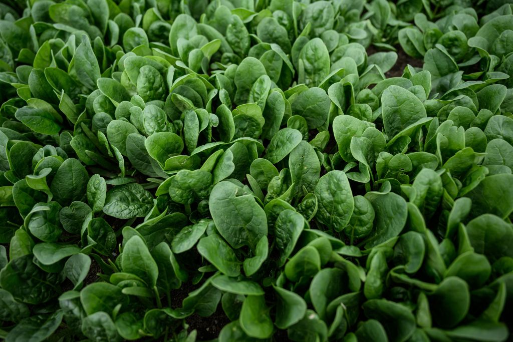 Urgent Spinach Recall: Listeria Threat Forces Fresh Express and Publix to Pull Products