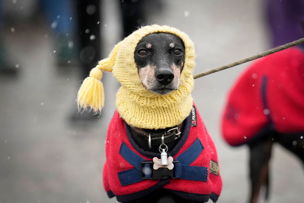 10 Easy Ways to Keep Your Dog Warm This Winter