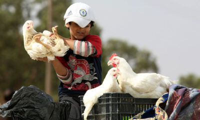 Cambodia Reports 4th Bird Flu Case, Brother of 9-Year-Old Boy Who Recently Died From the Virus