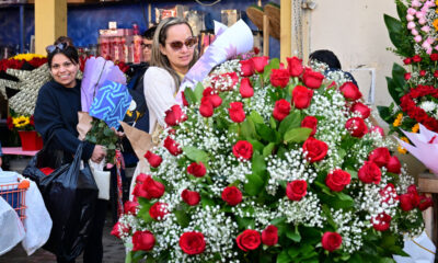 Valentine's Day Flowers Warning: Beware of Toxic Blooms for Children, Pets