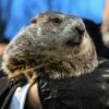 Famed Groundhog Punxsutawney Phil Is Now A Dad Of 2 Babies