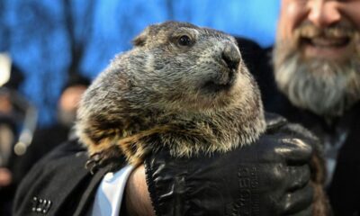 Famed Groundhog Punxsutawney Phil Is Now A Dad Of 2 Babies