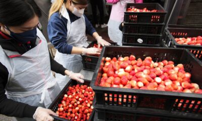 Kentucky 8-Year-Old Boy Dies After Alleged Allergic Reaction to Strawberries