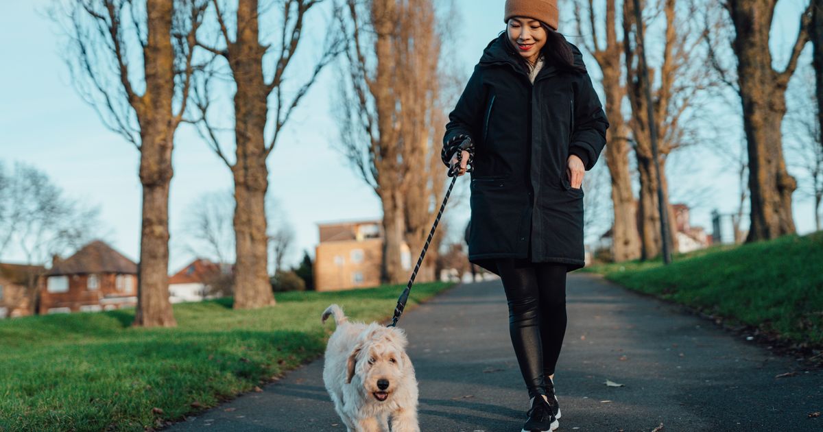 The 1 Thing Every Dog Owner Should Do With Their Pet On A Walk