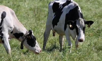 USDA To Examine Ground Beef in States Where Bird Flu Cases Found in Dairy Cows