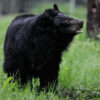 Arizona Teen Survives Nasty Facial Scratches From Black Bear Attack in Family Cabin