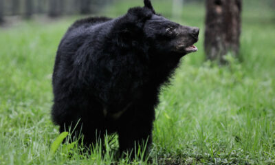 Arizona Teen Survives Nasty Facial Scratches From Black Bear Attack in Family Cabin