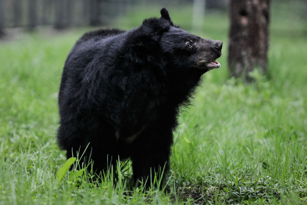 Arizona Teen Survives Nasty Facial Scratches From Black Bear Attack in Family Cabin