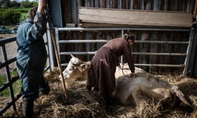 Michigan Farmworker Becomes Second Person in US to Contract Bird Flu Linked to Dairy Cows