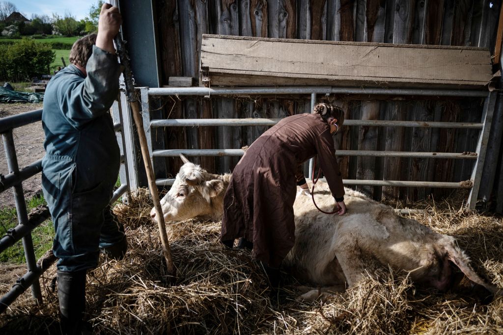 Michigan Farmworker Becomes Second Person in US to Contract Bird Flu Linked to Dairy Cows