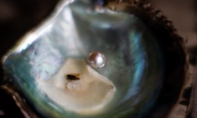 Rhode Island Couple's Unique Clam Discovery Leads to Wedding