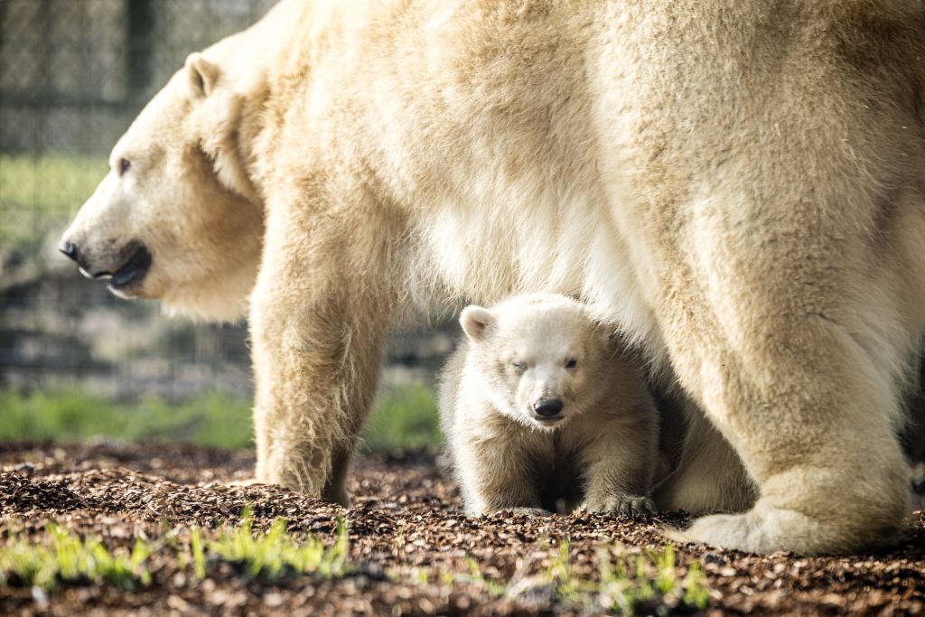 71-Year-Old Woman Dies in California’s First Documented Fatal Black Bear Attack