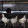 Mexico Reports First Human Death from H5N2 Bird Flu