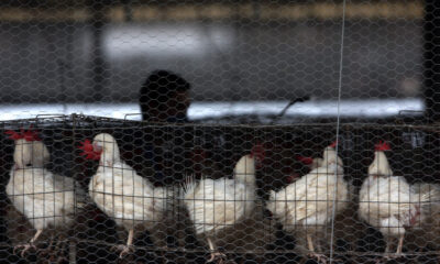 Mexico Reports First Human Death from H5N2 Bird Flu