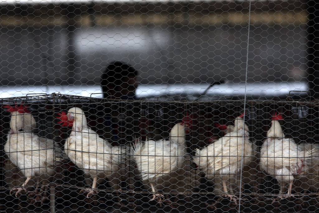 Mexico Reports First Human Death from H5N2 Bird Flu