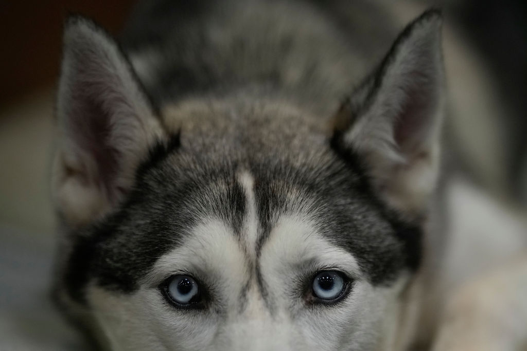 Tennessee 6-Week-Old Baby Mauled to Death by Family's Siberian Husky Dog