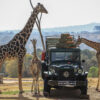 Texas Family's Safari Trip: Giraffe Grabs 2-Year-Old Girl in Truck, Lifting Her Into the Air