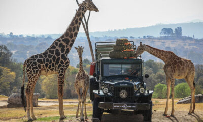 Texas Family's Safari Trip: Giraffe Grabs 2-Year-Old Girl in Truck, Lifting Her Into the Air