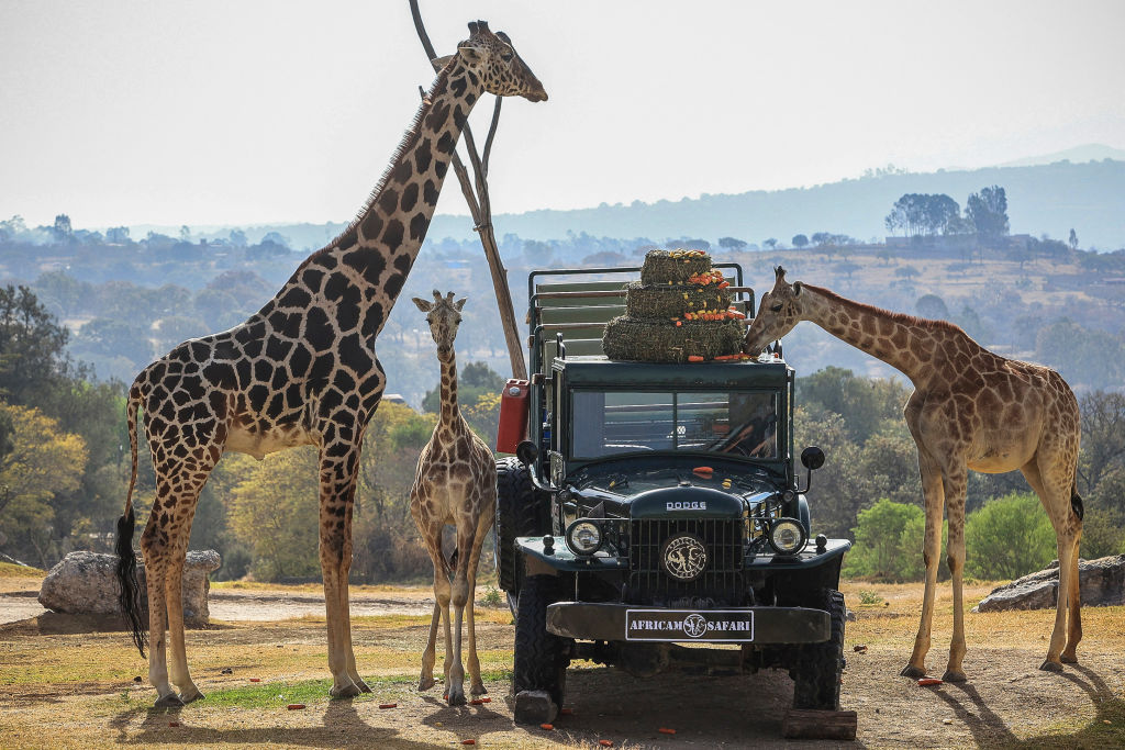 Texas Family's Safari Trip: Giraffe Grabs 2-Year-Old Girl in Truck, Lifting Her Into the Air
