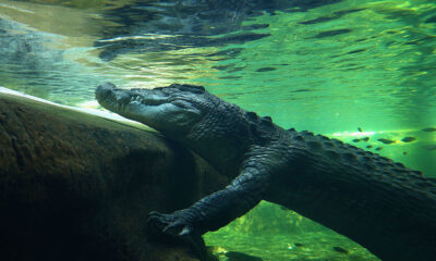 12-Year-Old Allegedly Attacked and Snatched by Crocodile While Swimming in Creek