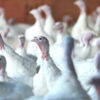 Colorado Reports Three Presumptive Bird Flu Cases in Poultry Workers