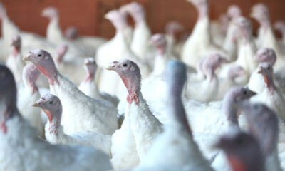 Colorado Reports Three Presumptive Bird Flu Cases in Poultry Workers