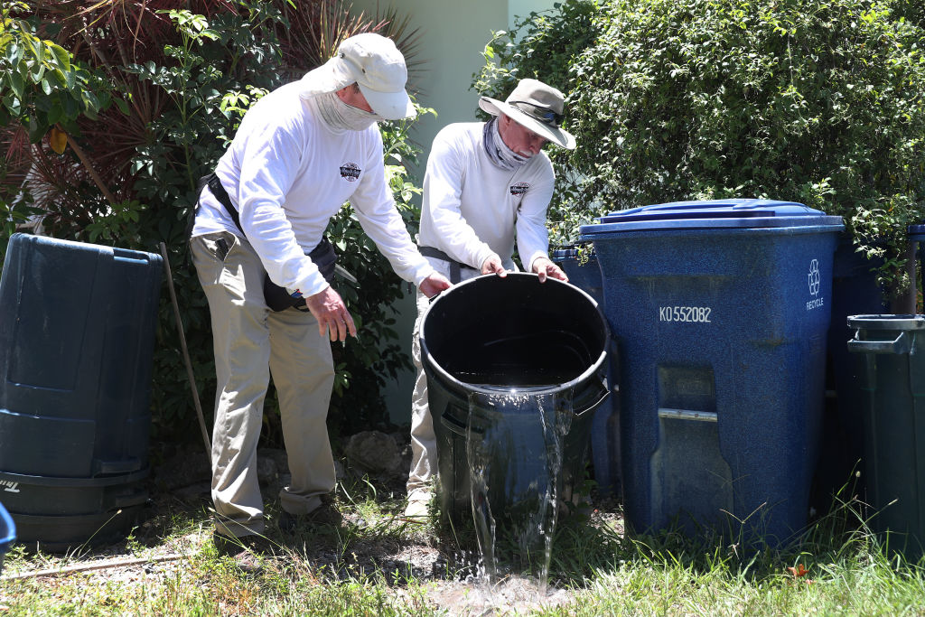 Dengue Cases Surge in New York, New Jersey, CDC Alerts Health Providers