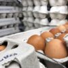 Major Egg Recall: Dangerous Mislabeling Sparks Allergen Alert